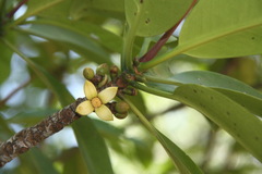 Rhizophora apiculata