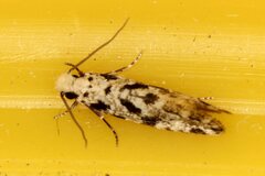Nemapogon nevadella