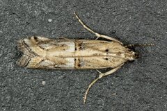Pempelia genistella