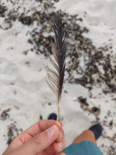 Plume de Puffin des Baléares