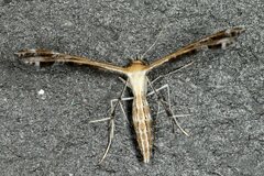 Stangeia siceliota