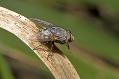 Calliphora hilli