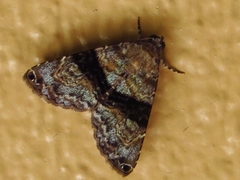 Image of Coenipeta bibitrix