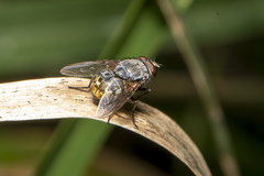 Calliphora hilli