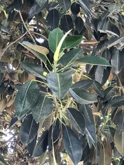 Ficus