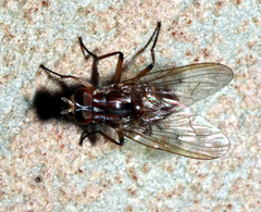 Helinomydaea fuscoflava
