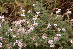 Athrixia phylicoides