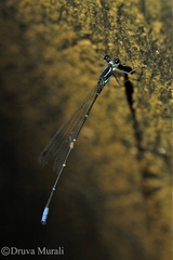 Caconeura ramburi