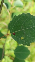Aceria varia