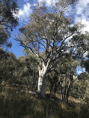 Eucalyptus rossii