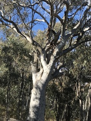 Eucalyptus rossii
