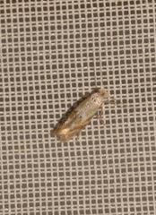 Bucculatrix bechsteinella