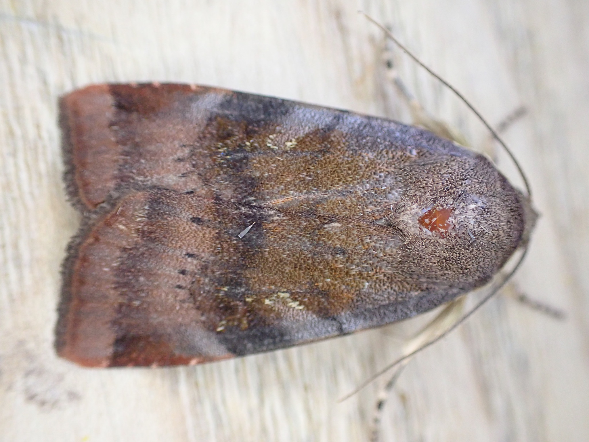 Noctua janthe