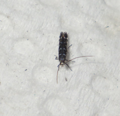 Parectopa ononidis