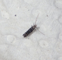 Parectopa ononidis