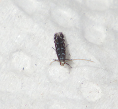Parectopa ononidis