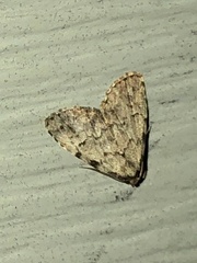 Dyspyralis puncticosta