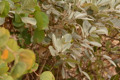 Rhynchosia nitens