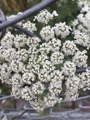 Daucus carota