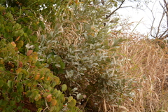 Rhynchosia nitens