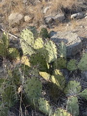 Opuntia dulcis