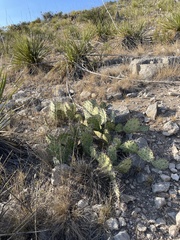 Opuntia dulcis