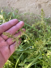 Cyperus microiria