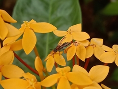 Ropalidia erythrospila