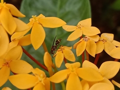 Ropalidia erythrospila