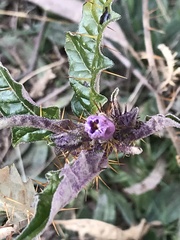 Solanum cinereum