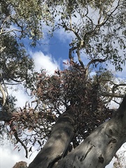 Muellerina eucalyptoides