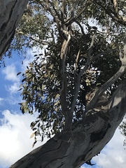 Muellerina eucalyptoides