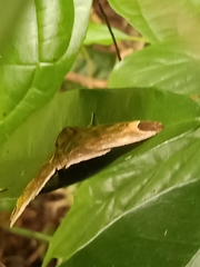 Pindara illibata