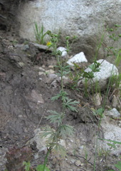 Potentilla recta pilosa