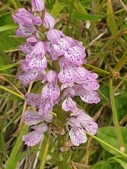 Dactylorhiza iberica