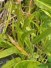 Dactylorhiza iberica