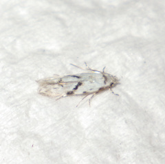 Stenolechia gemmella