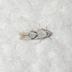 Stenolechia gemmella