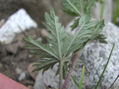 Potentilla recta pilosa