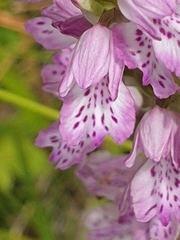 Dactylorhiza iberica