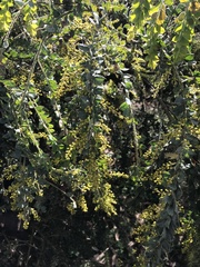 Acacia vestita