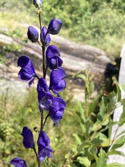 Aconitum plicatum