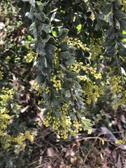 Acacia vestita