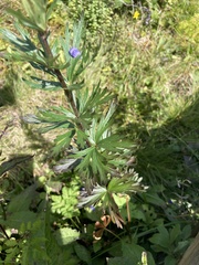 Aconitum plicatum