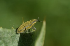 Epimeces