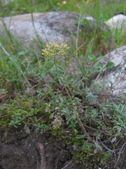 Odontarrhena muralis