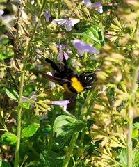 Bombus argillaceus