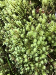 Breutelia chrysocoma