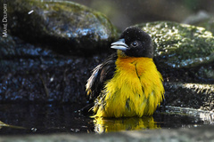 Ploceus bicolor bicolor