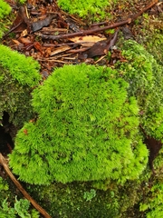 Leucobryum juniperoideum